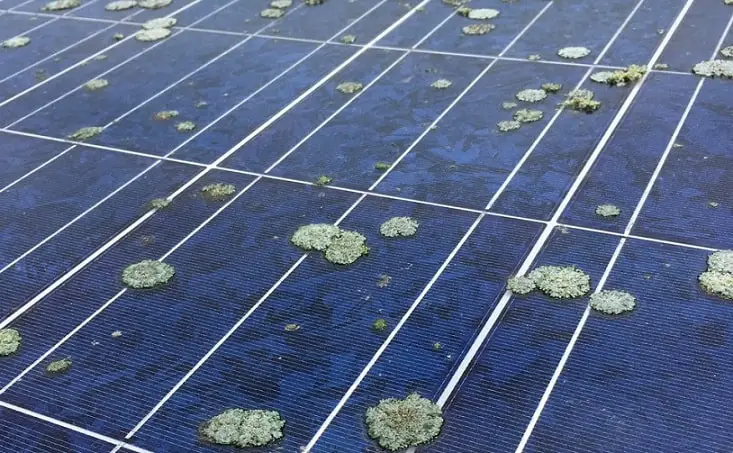 algae growth on solar panels