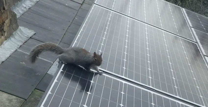 squirrel on solar panel